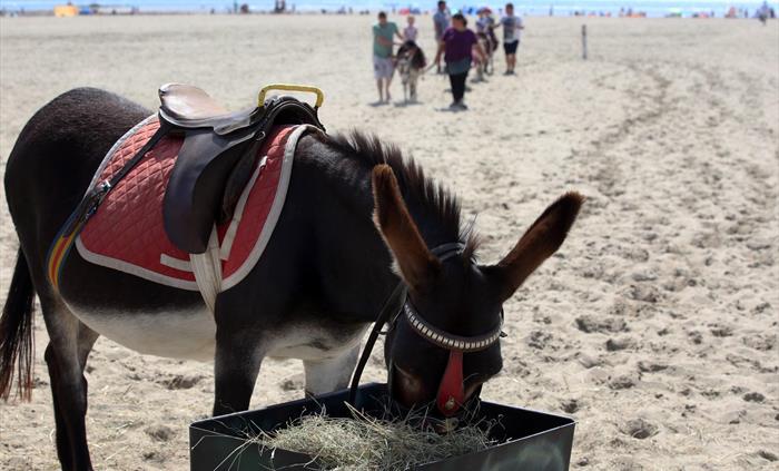Donkeys on the Barmouth Beach